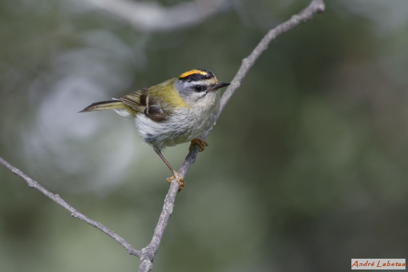 Roitelet triple-bandeau au Col de Mantet.jpg
